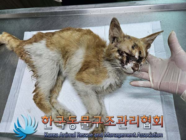 한국동물구조관리협회_411300202400320